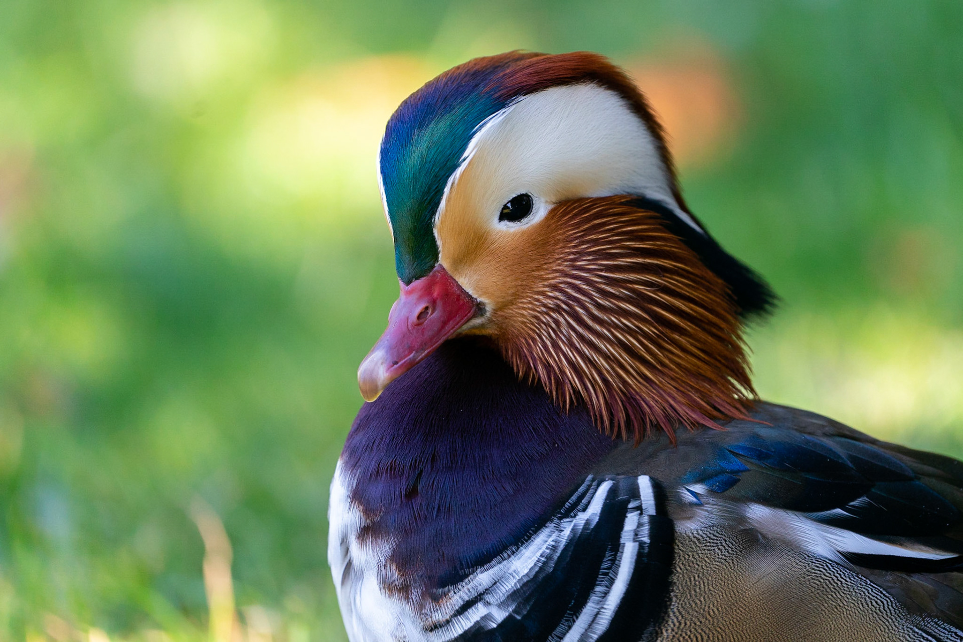 Mandarinand / Mandarine Duck, Ängelholm 2022