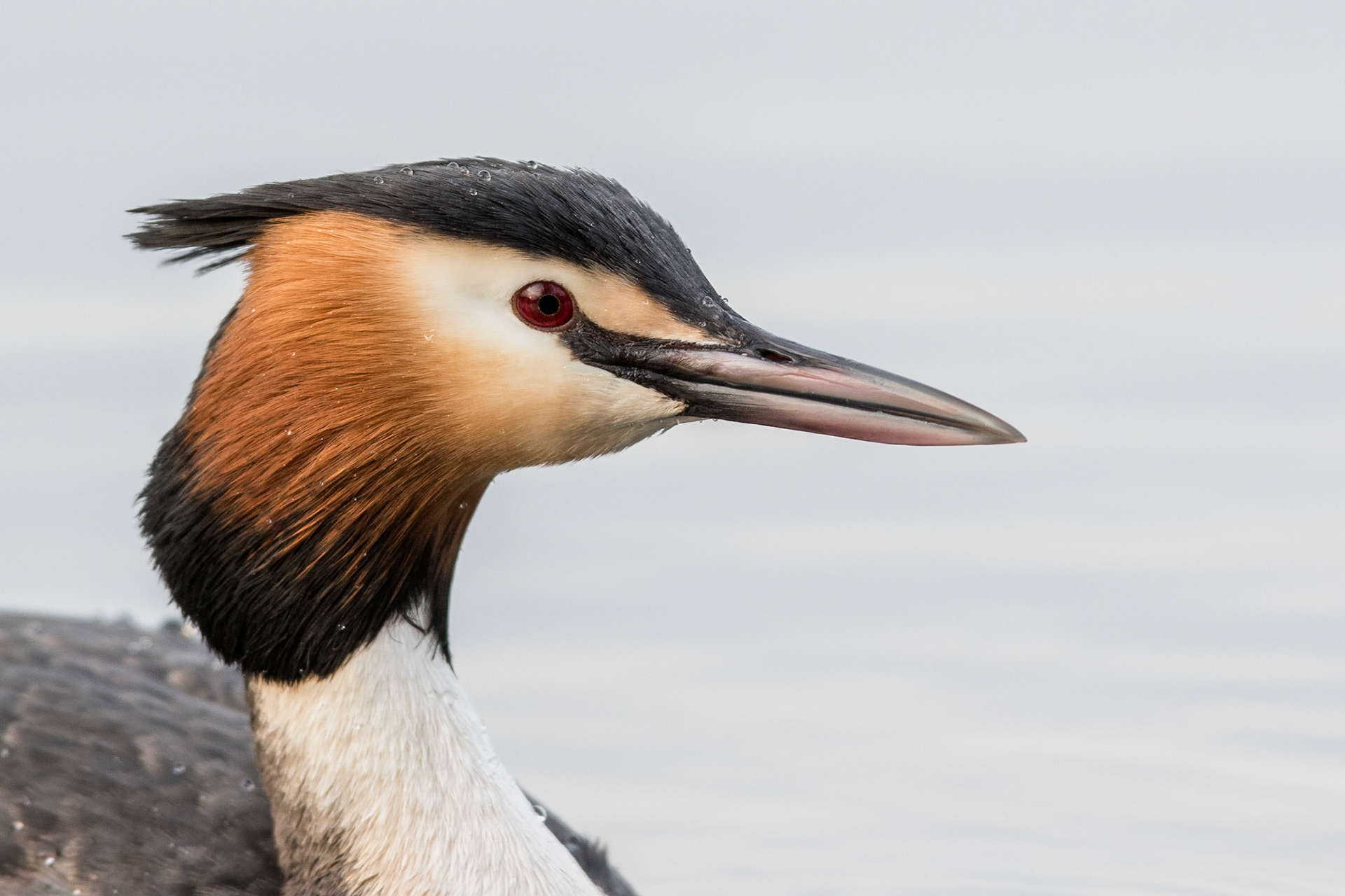 Skäggdopping / Great Crested Grebe, Lunds reningsverk 2017