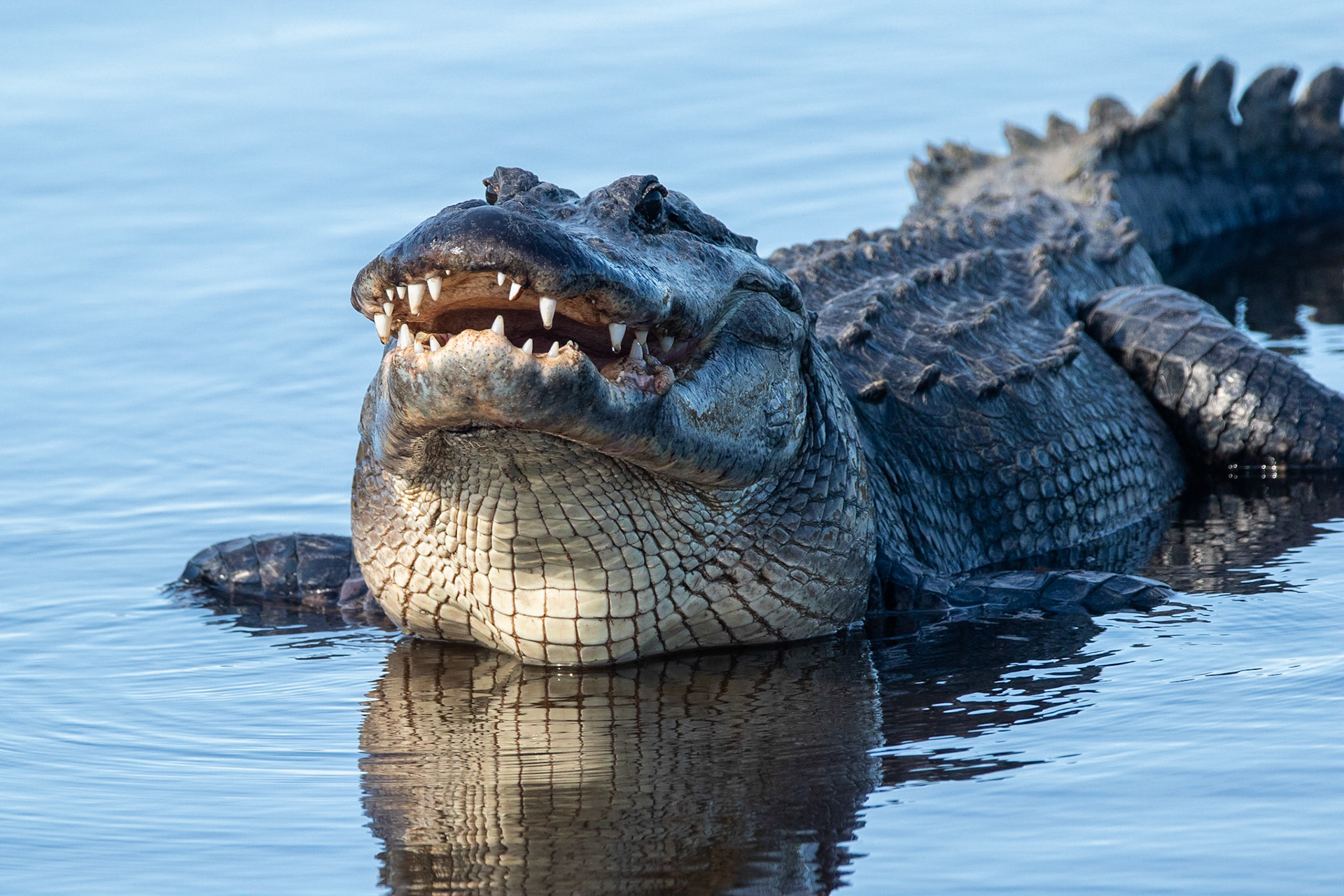 Mississippialligator / American Alligator , Myakka River, Florida USA 2019