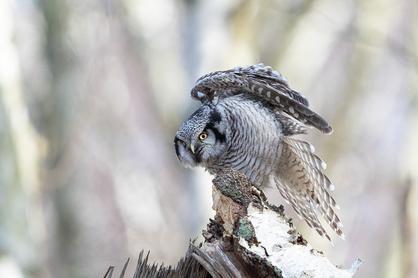 Hökuggla / Northern Hawk Owl, Falsterbo 2023