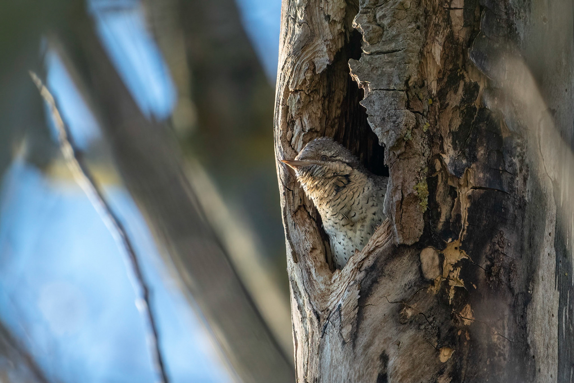 Göktyta / Eurasian Wryneck, Lund 2022