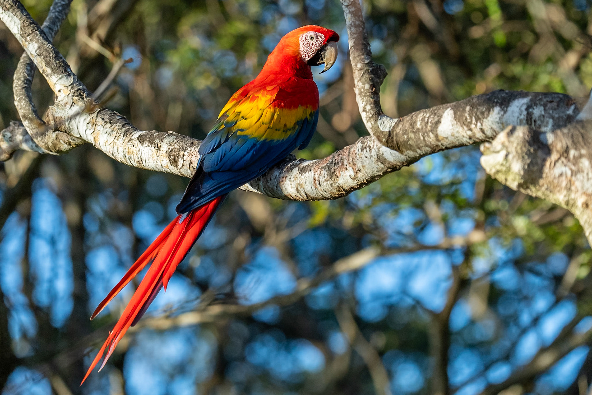 Scarlet Macaw / Röd ara, Cerro Lodge, Costa Rica 2024
