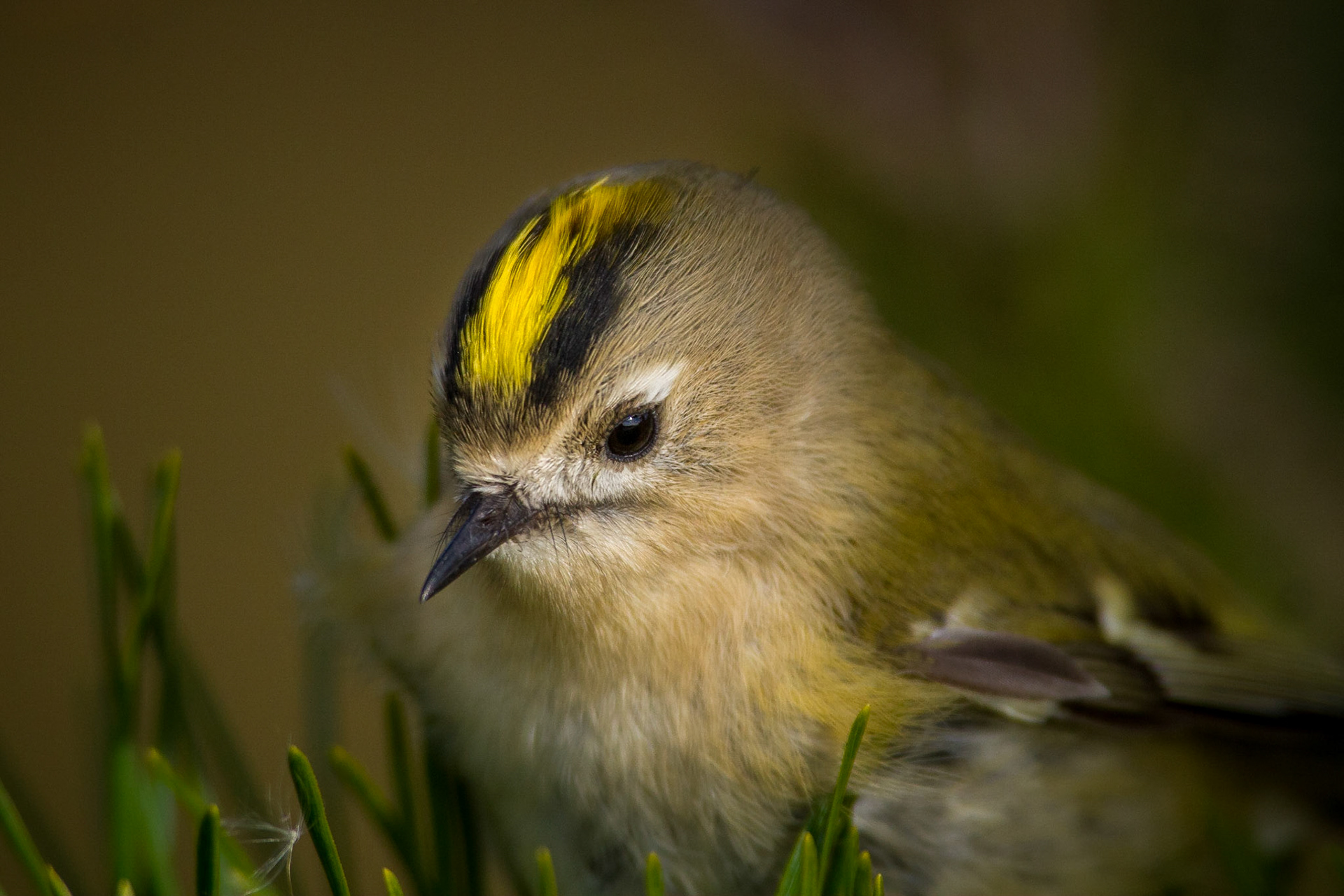 Kungsfågel / Goldcrest, Falsterbo 2012