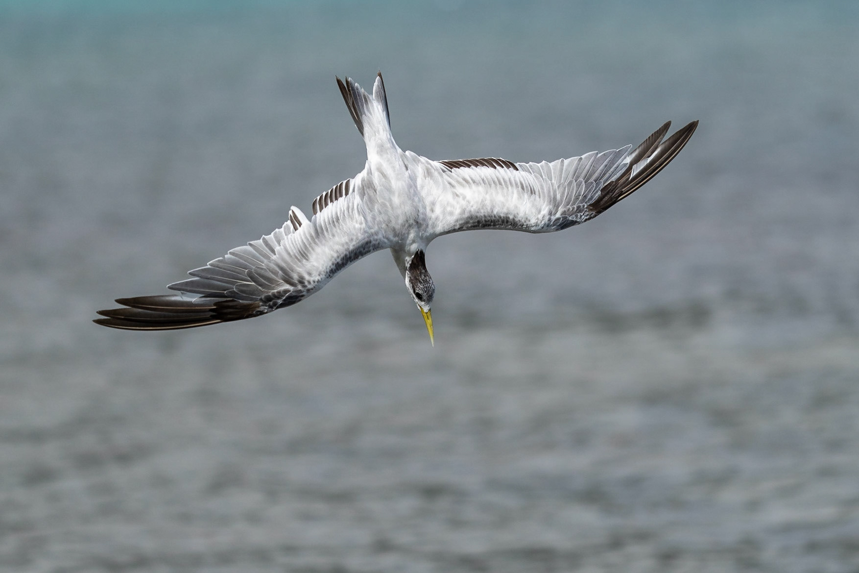 Tofstärna / Greater Crested Tern, Beau Vallon, Mahé Seychelles 2023