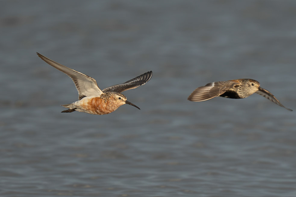 Curlew Sandpiper / Spovsnäppa, Stavstensudde 2026