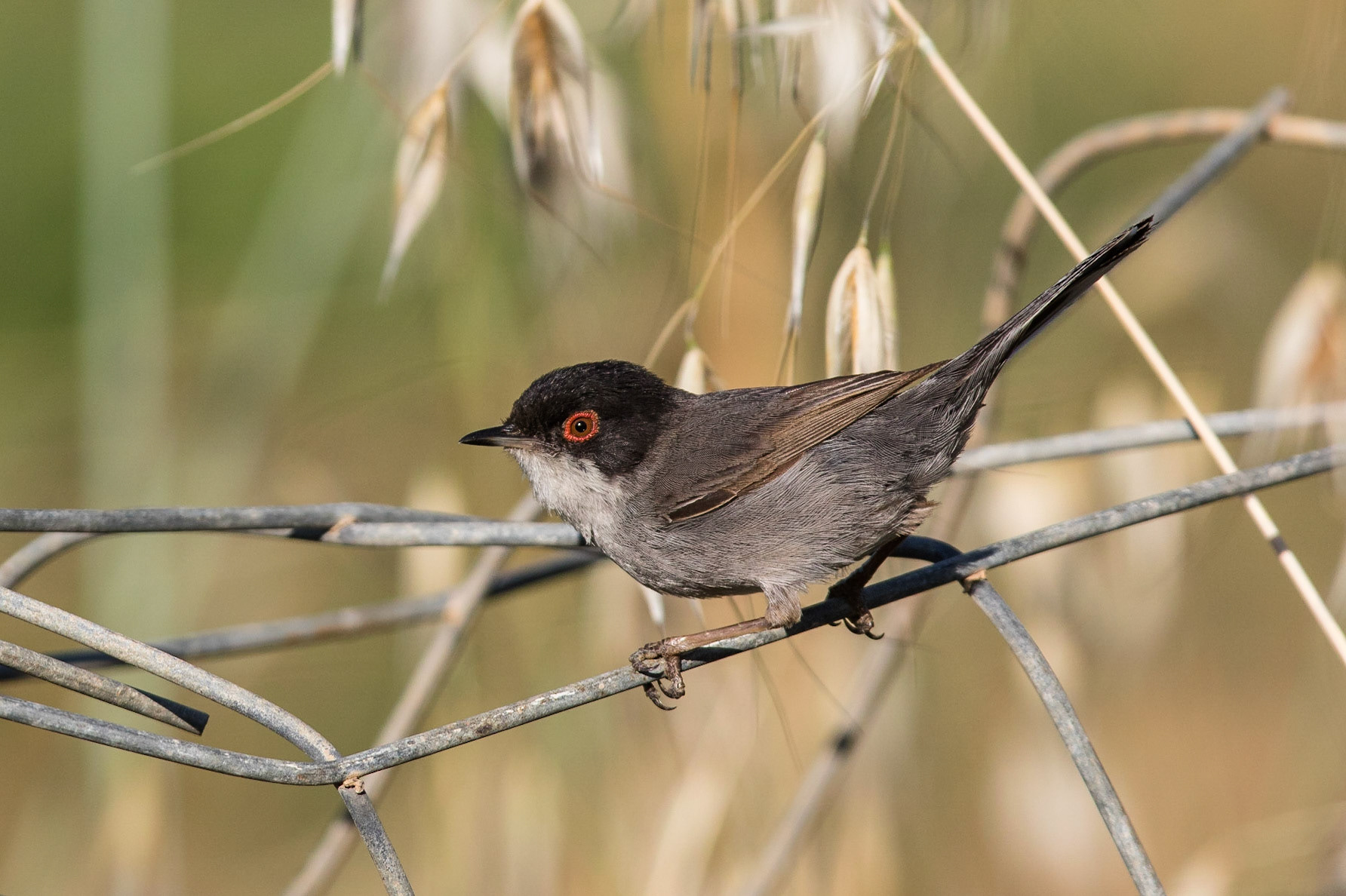 Sammetshätta / Sardinian Warbler, Agia Marina, Crete Greece 2015