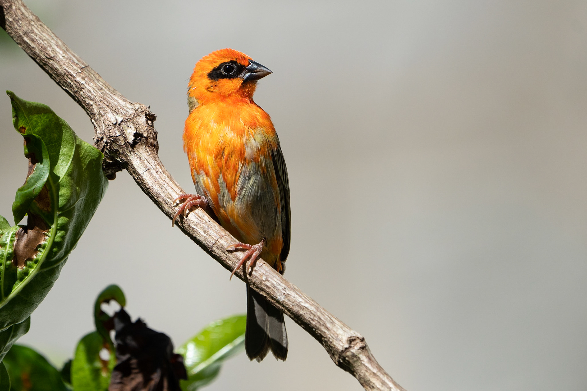 Röd fody / Red Fody, Glacis, Mahé Seychelles 2023