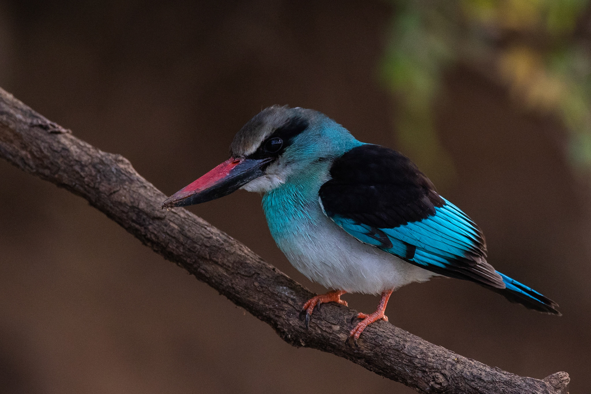 Blåbröstad kungsfiskare / Blue-breasted Kingfisher, Campement de Wassadou, Senegal 2019