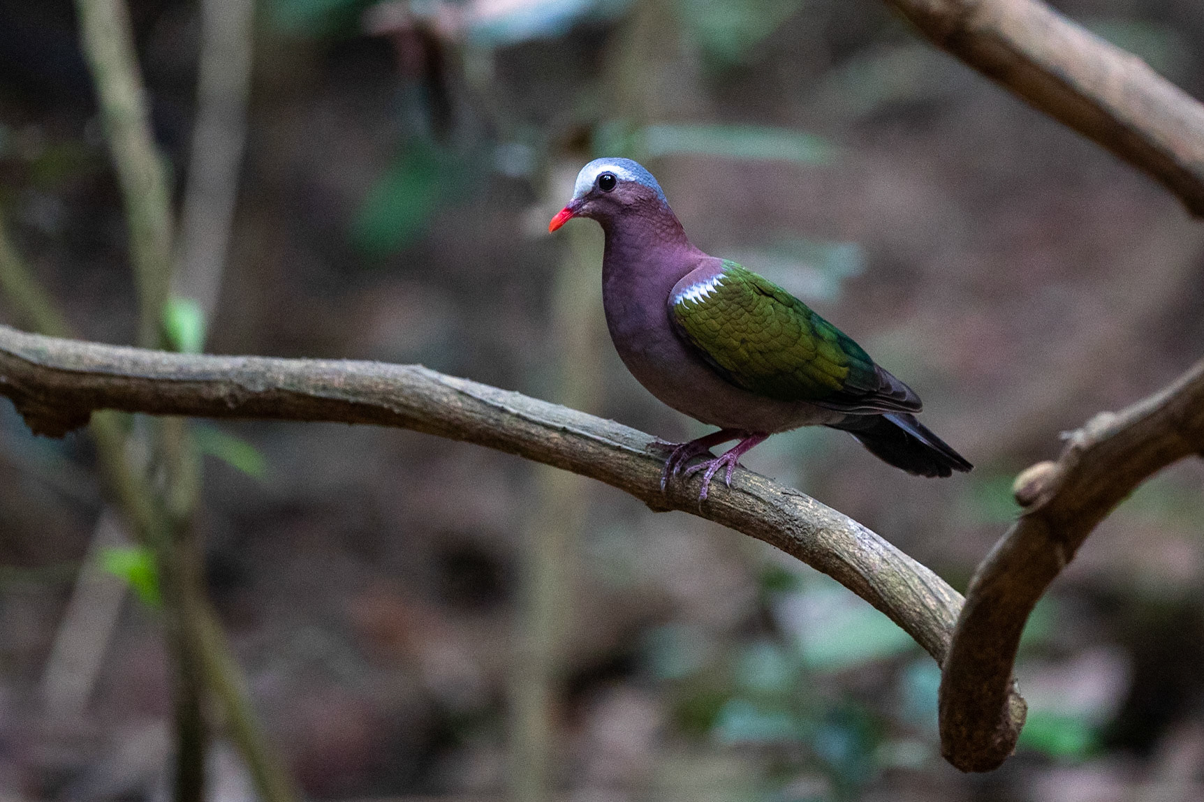 Asiatisk smaragdduva / Common Emerald Dove, Kaeng Krachan, Thailand 2018