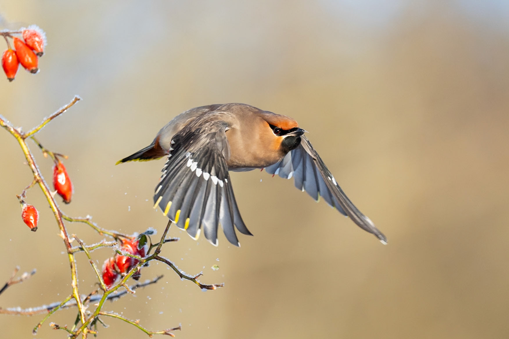 Sidensvans / Bohemian Waxwing, Lunds reningsverk 2024
