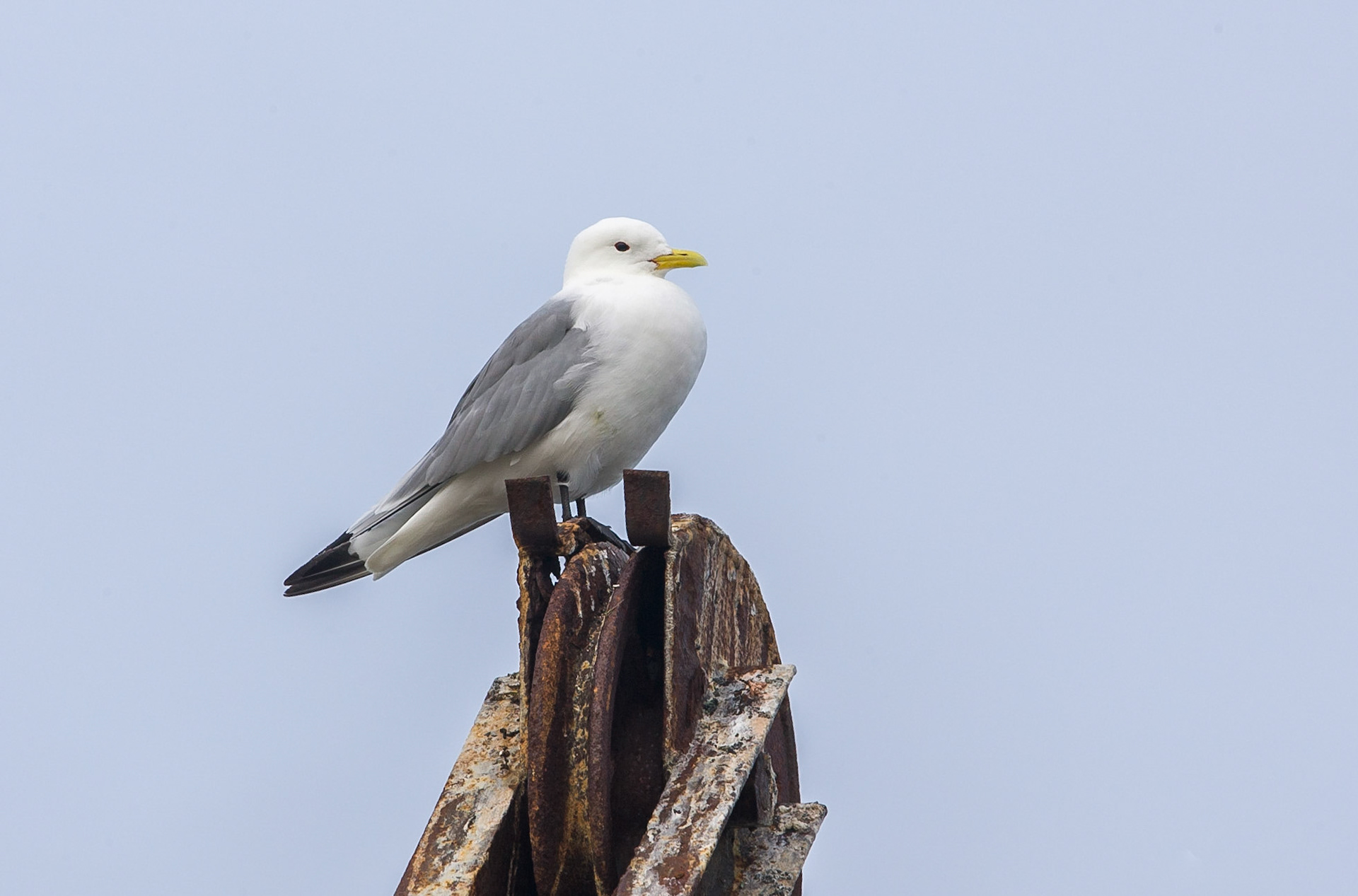 Tretåig mås / Back-legged Kittiwake, Andenes Norway 2008