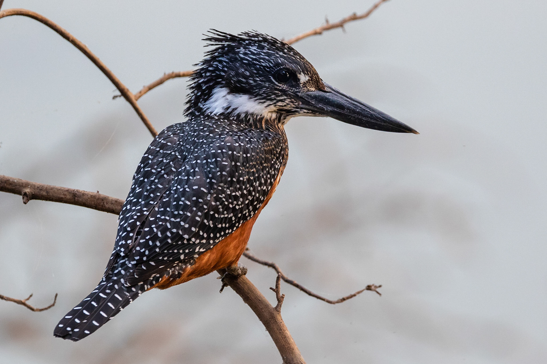 Jättekungsfiskare / Giant Kingfisher,Campement de Wassadou, Senegal 2019
