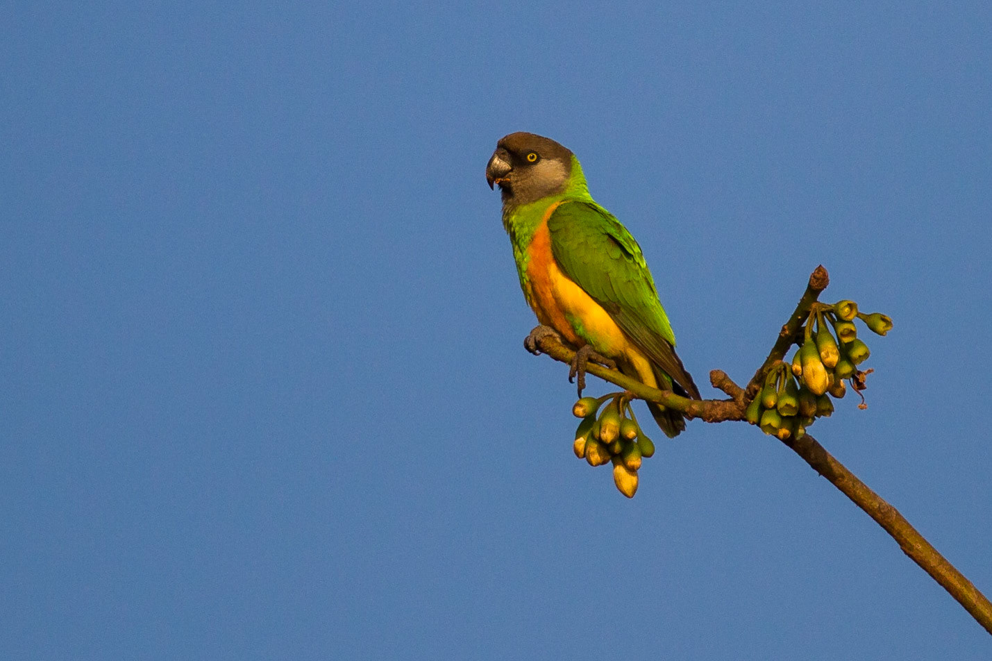 Senegalpapegoja / Senegal Parrot, Gambia 2013