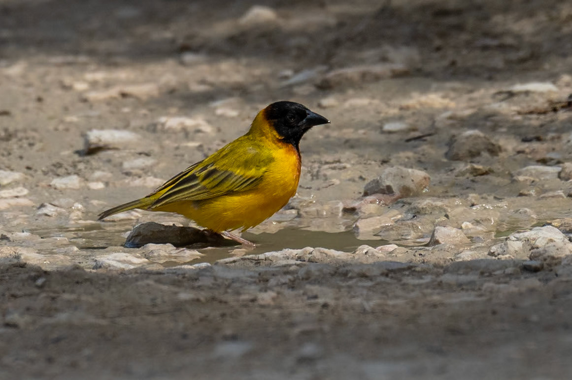 Svarthuvad vävare / Black-headed Weaver, Quinta do Lago Portugal 20023