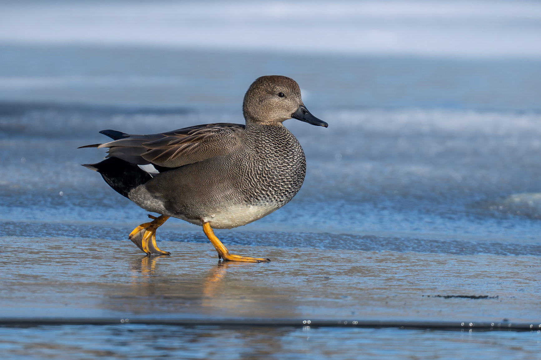 Snatterand / Gadwall, Lunds reningsverk 2026