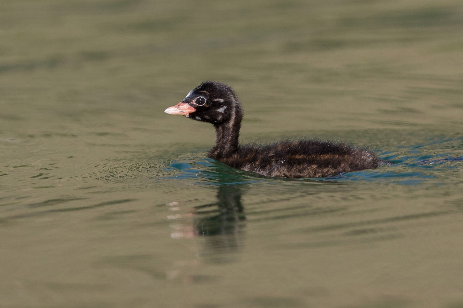 Smådopping / Little Grebe, Lake Kourna Crete Greece 2015