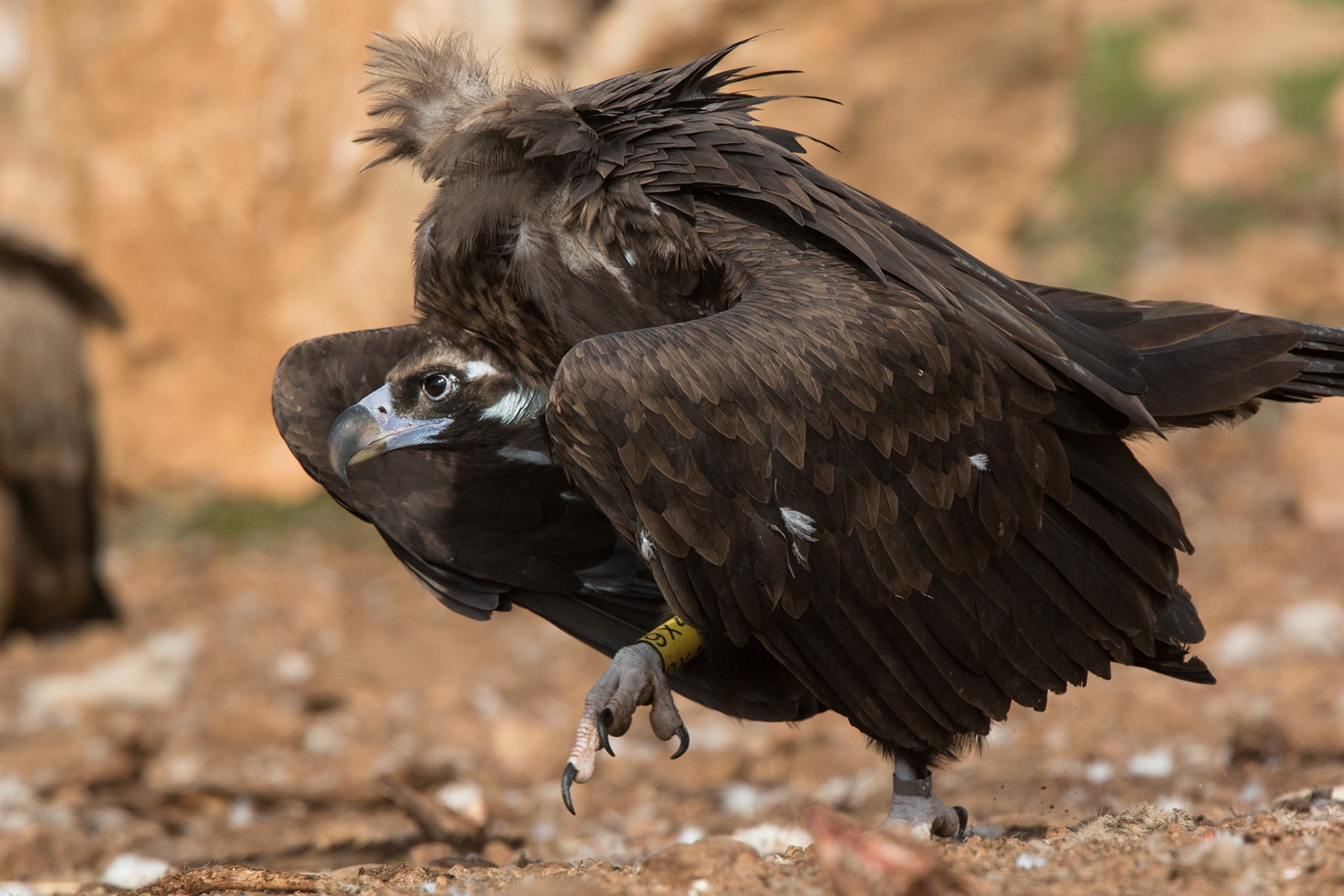Grågam / Euroasian Black Vulture, Boumort Spanien 2017