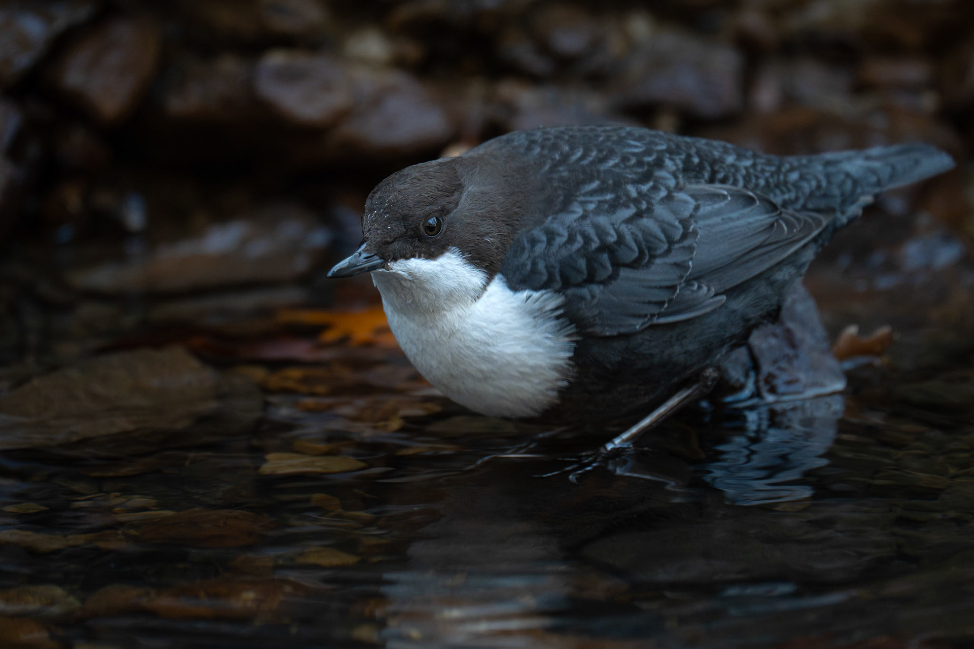 Strömstare / White-throated Dipper, Jordbodalen 2024