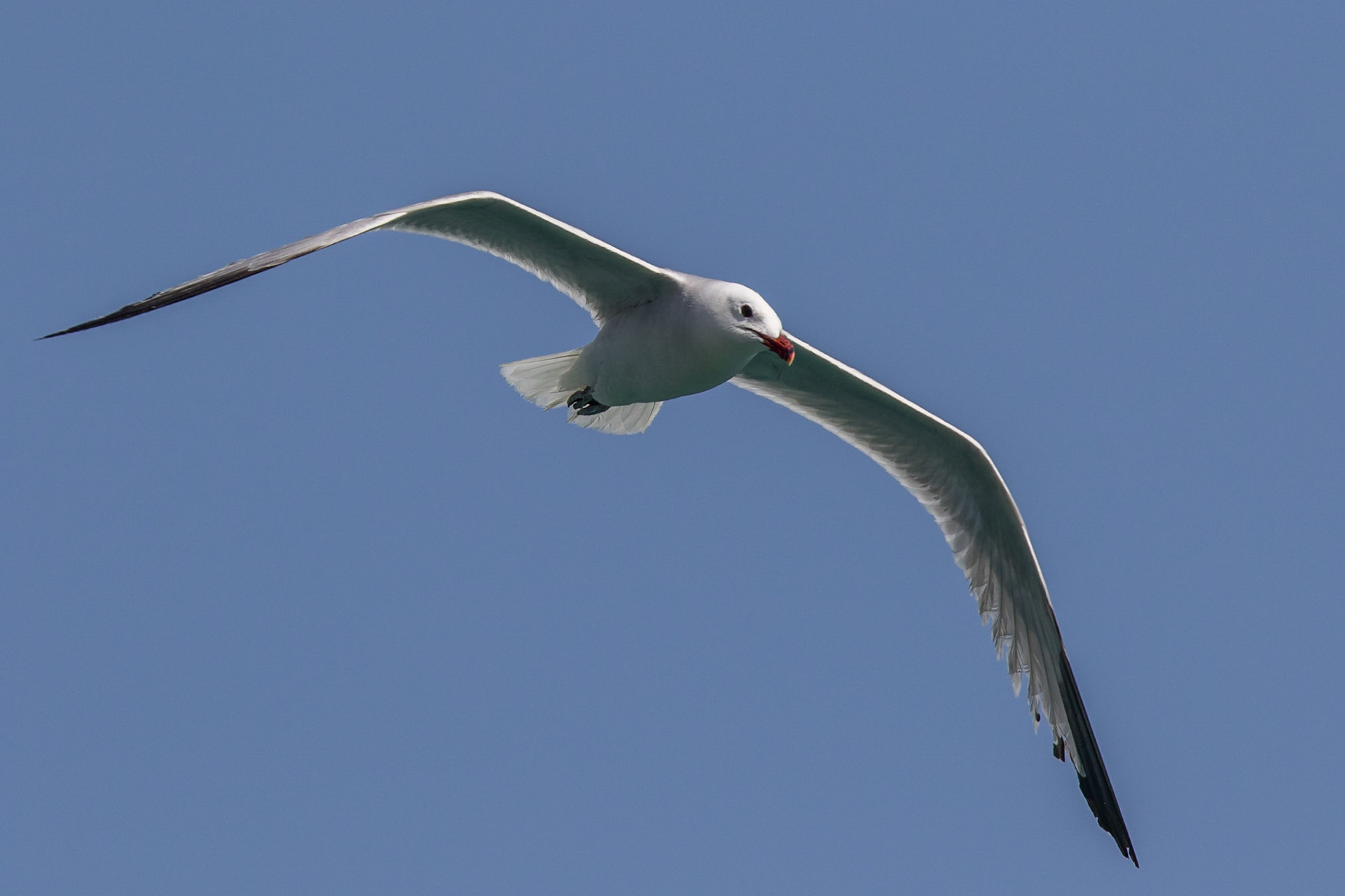 Rödnäbbad trut / Audouin's Gull, Spinalonga Crete Greece 2015