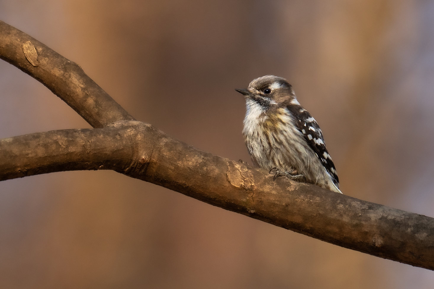 Kizukispett / Japanese Pygmy Woodpecker, Karuizawa, Japan 2025