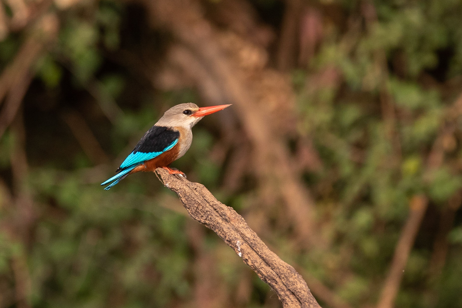 Gråhuvad kungsfiskare / Grey-headed Kingfisher, Campement de Wassadou, Senegal 2019