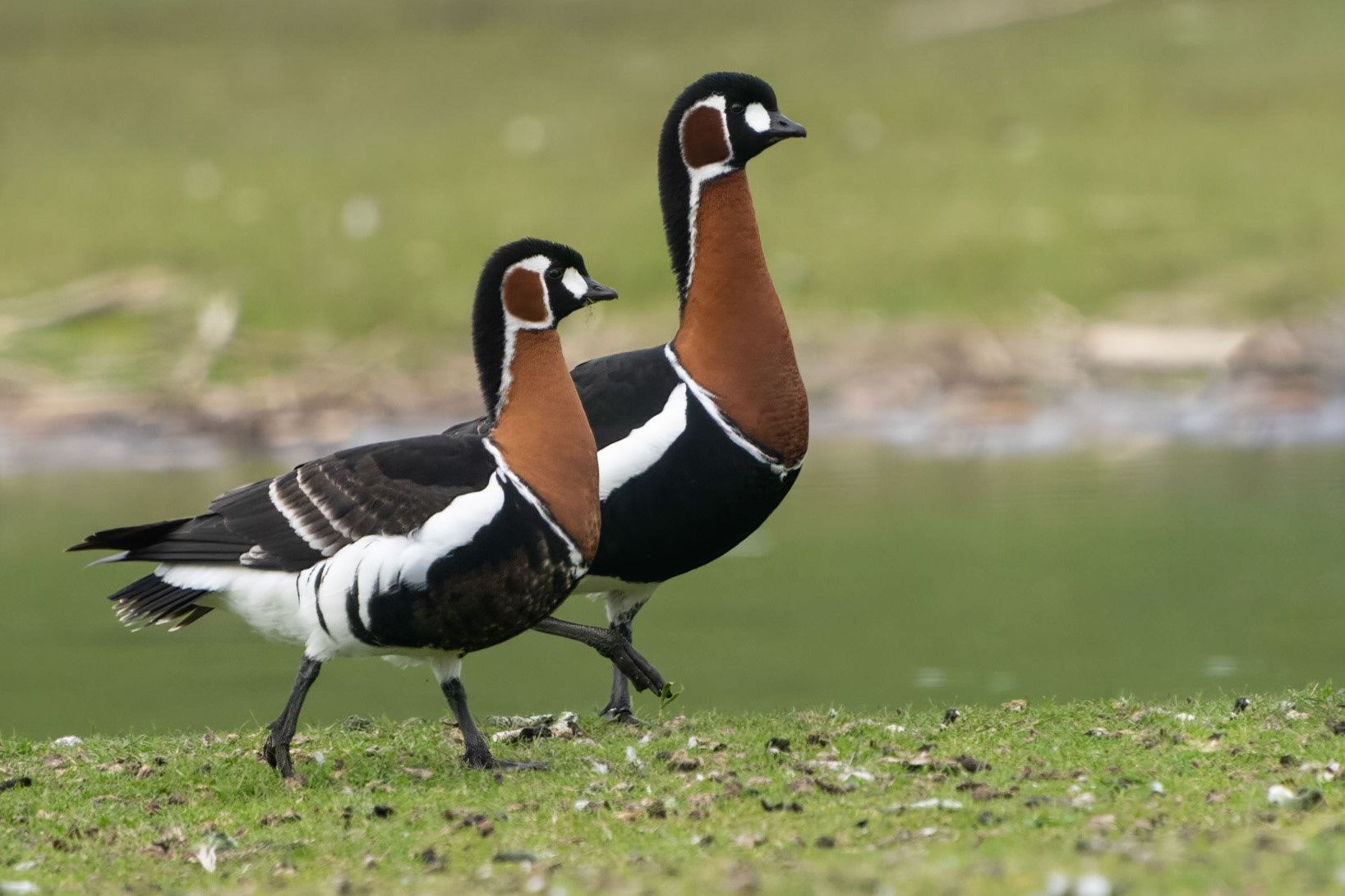 Rödhalsad gås / Red-breasted Goose, Ribersborg Malmnö 2023