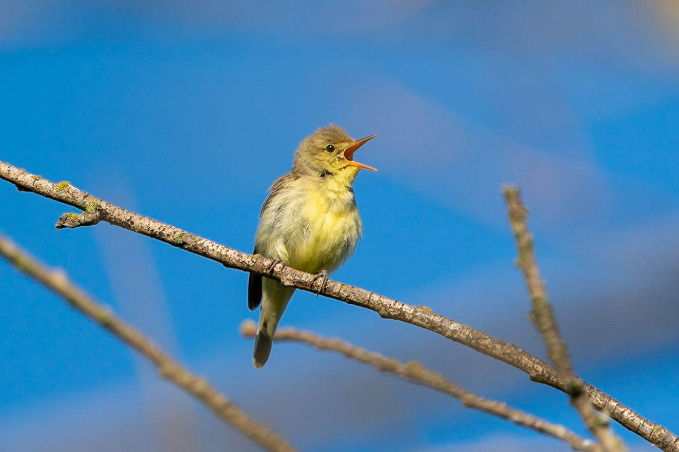 Härmsångare / Icterine Warbler, Nöbbelövs mosse 2022