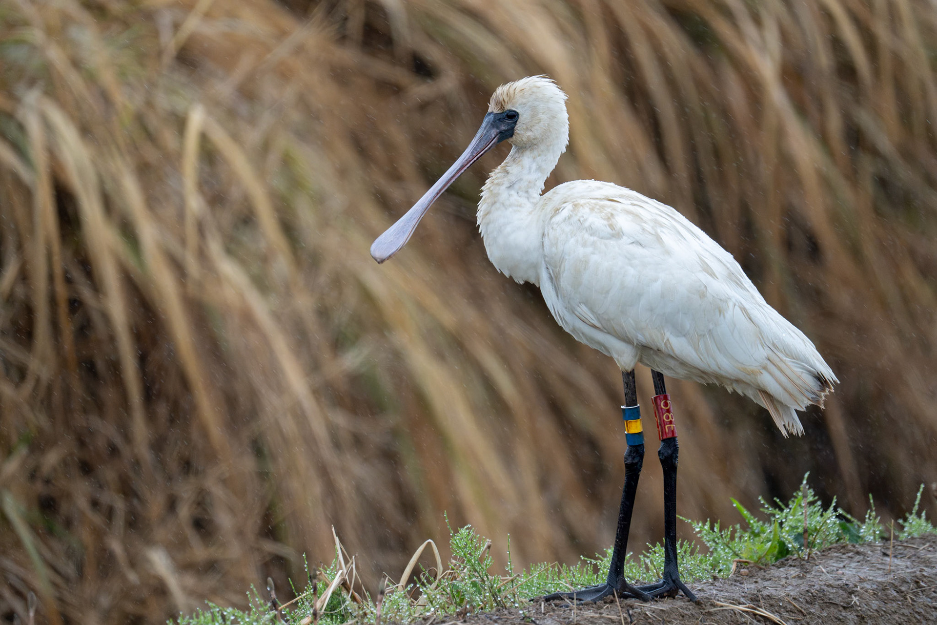 Koreaskedstork / Black-faced Spoonbill, Izumi, Japan 2025