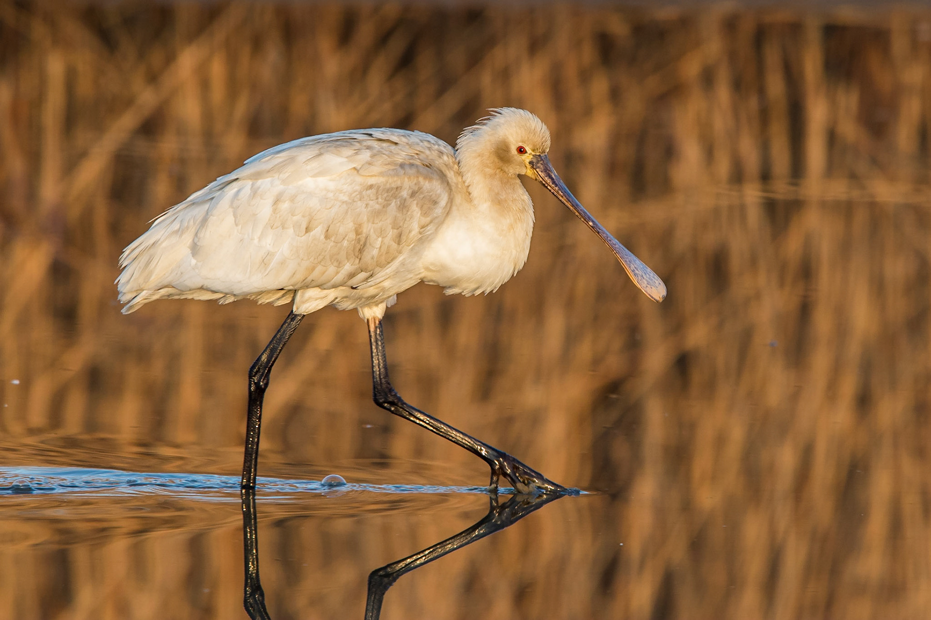 Skedstork / Eurasian Spoonbill, Kalochori Greece 2017