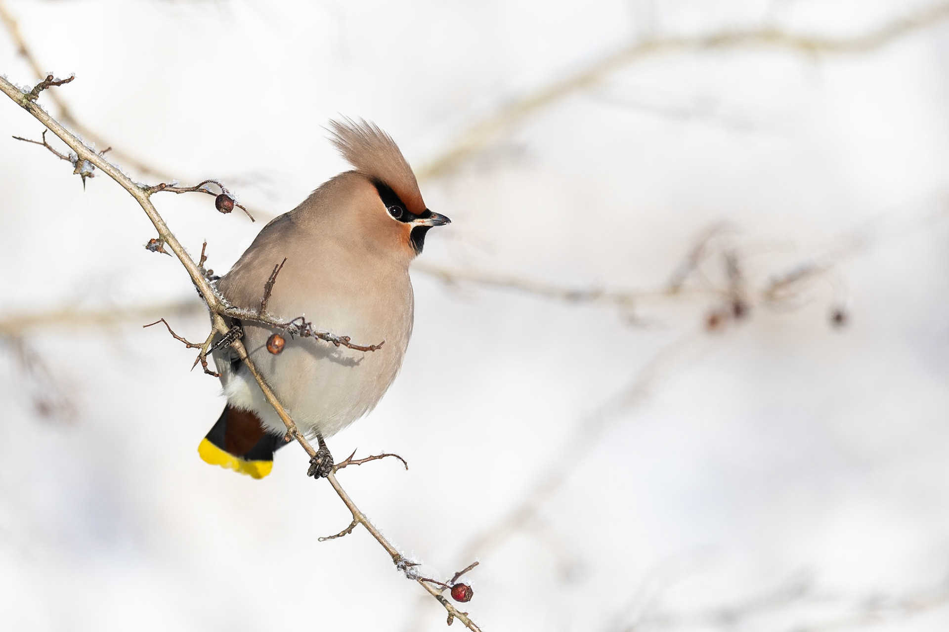 Sidensvans / Bohemian Waxwing, Lunds reningsverk 2024