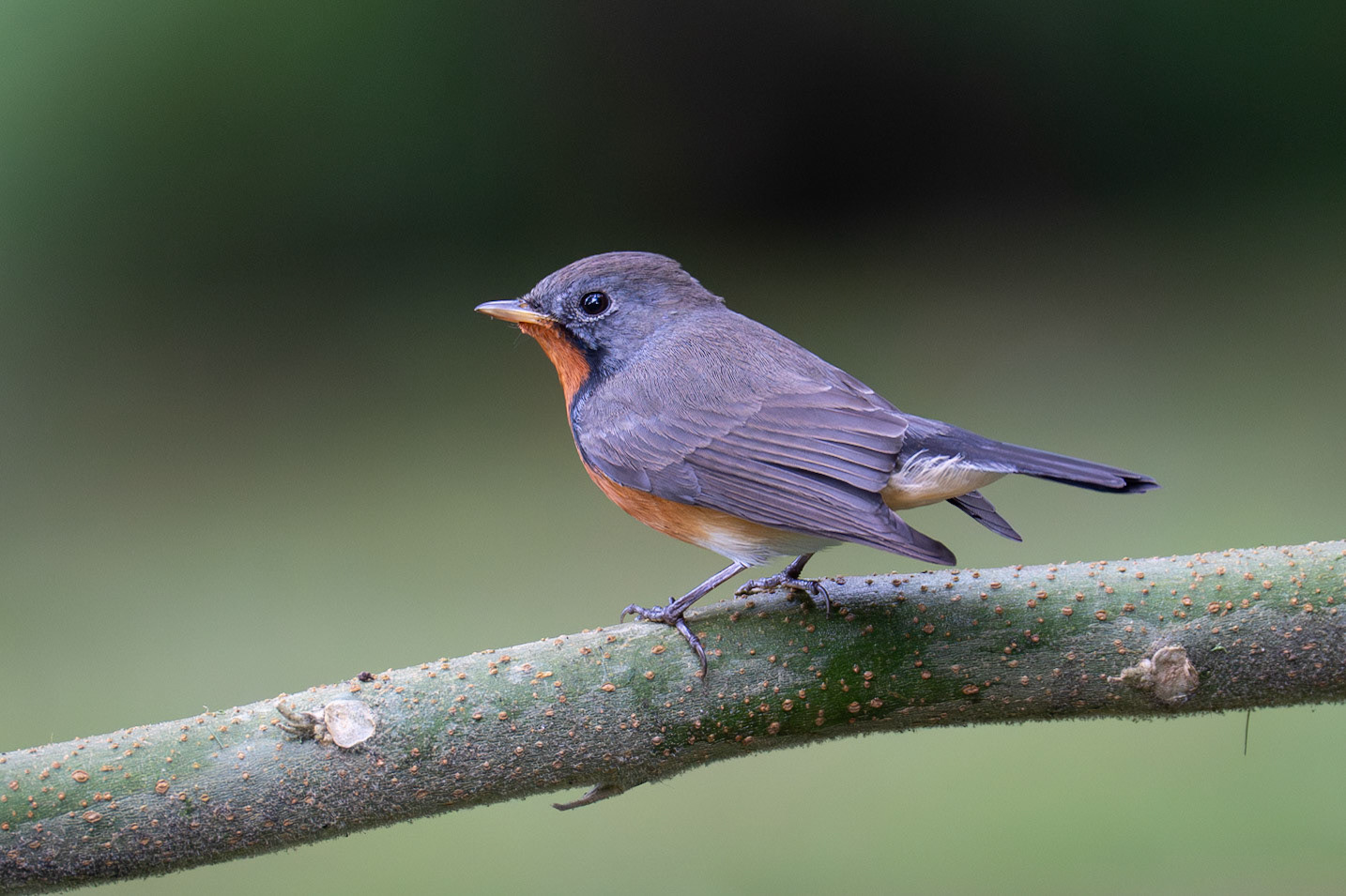 Kashmir Flycatcher / Kashmirflugsnappare, Victoria Park Kandy, Sri Lanka 20025