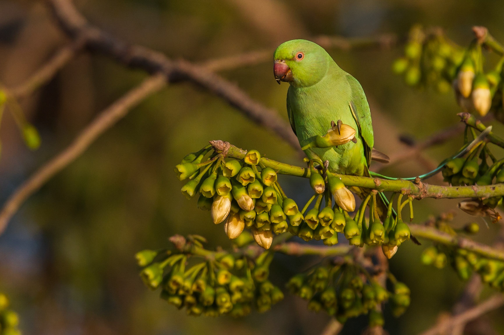 Halsbandsparakit / Rose-ringed Parakeet, Gambia 2013