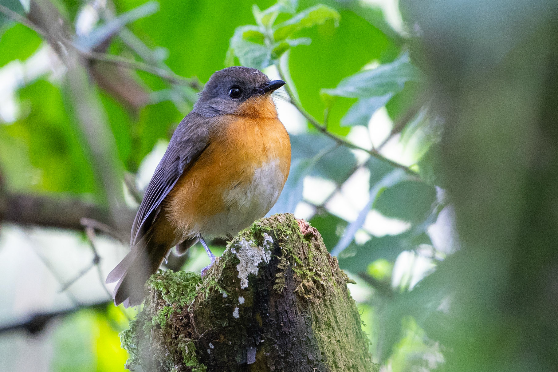 Ekvatorialakalat / Equatorial Akalat, Kobujoi Forest station Kenya 2022
