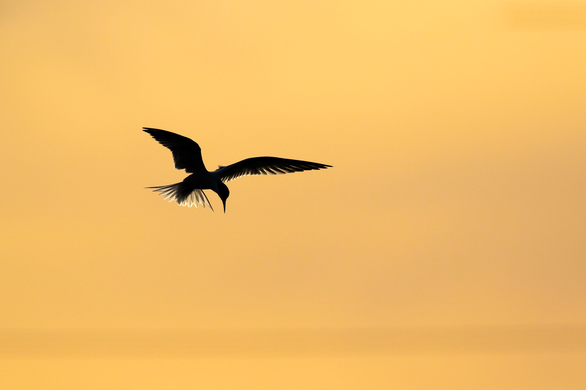 Fisktärna / Common Tern, Nöbbelövs mosse 2019
