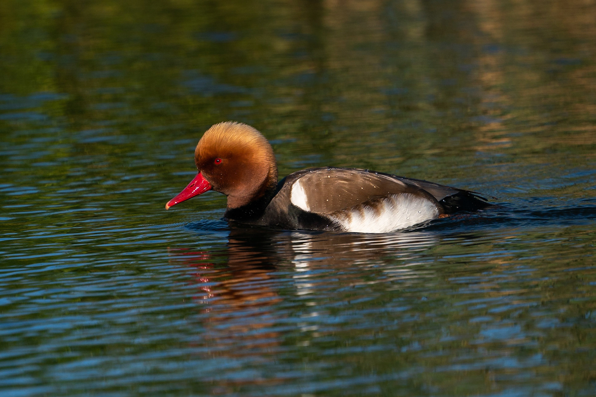 Rödhuvad dykand / Red-crested Pochard, Clot de Galvany, Spanien 2022