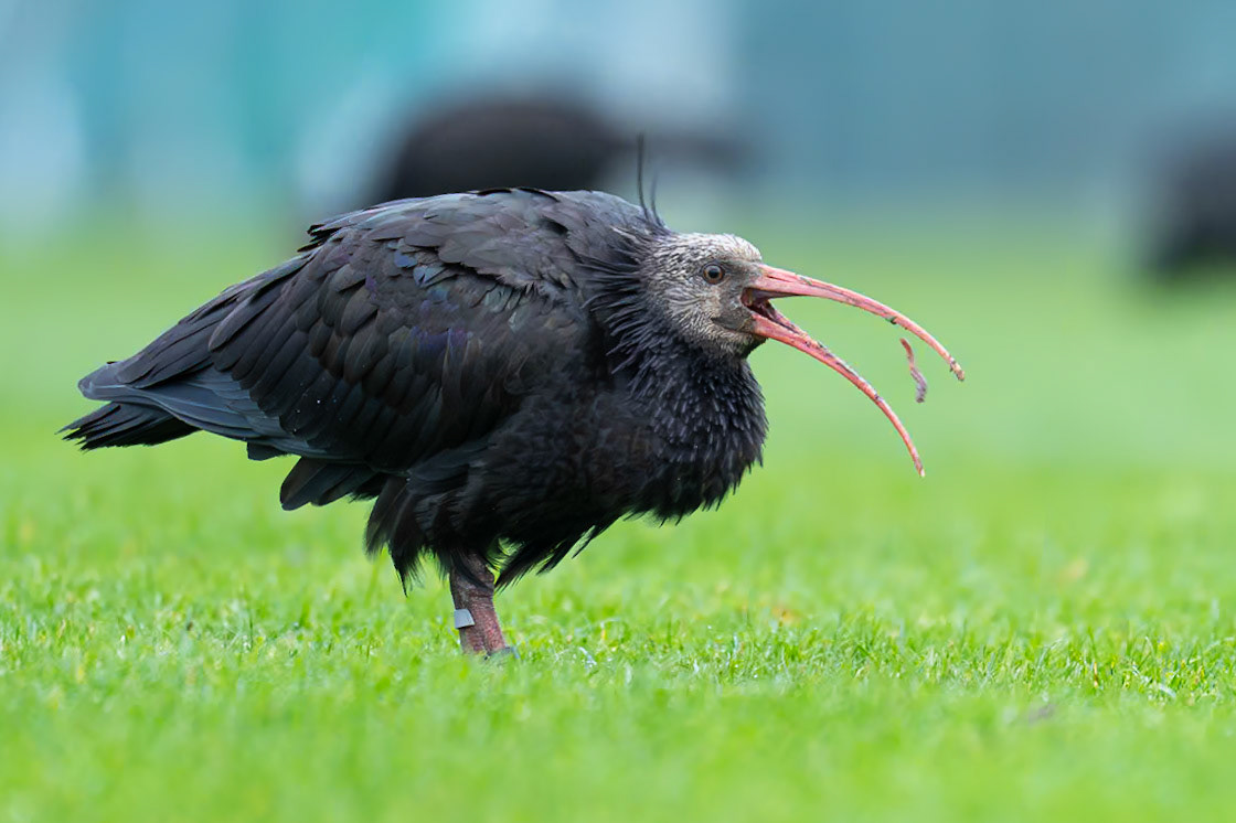 Eremitibis / Northern Bald Ibis, Jönköping 2023