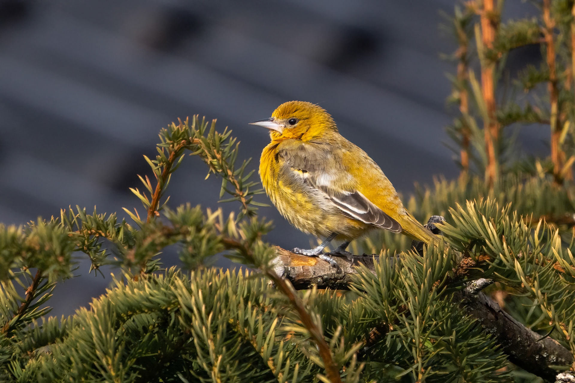 Baltimoretrupial / Baltimore Oriole, Förslöv 2023