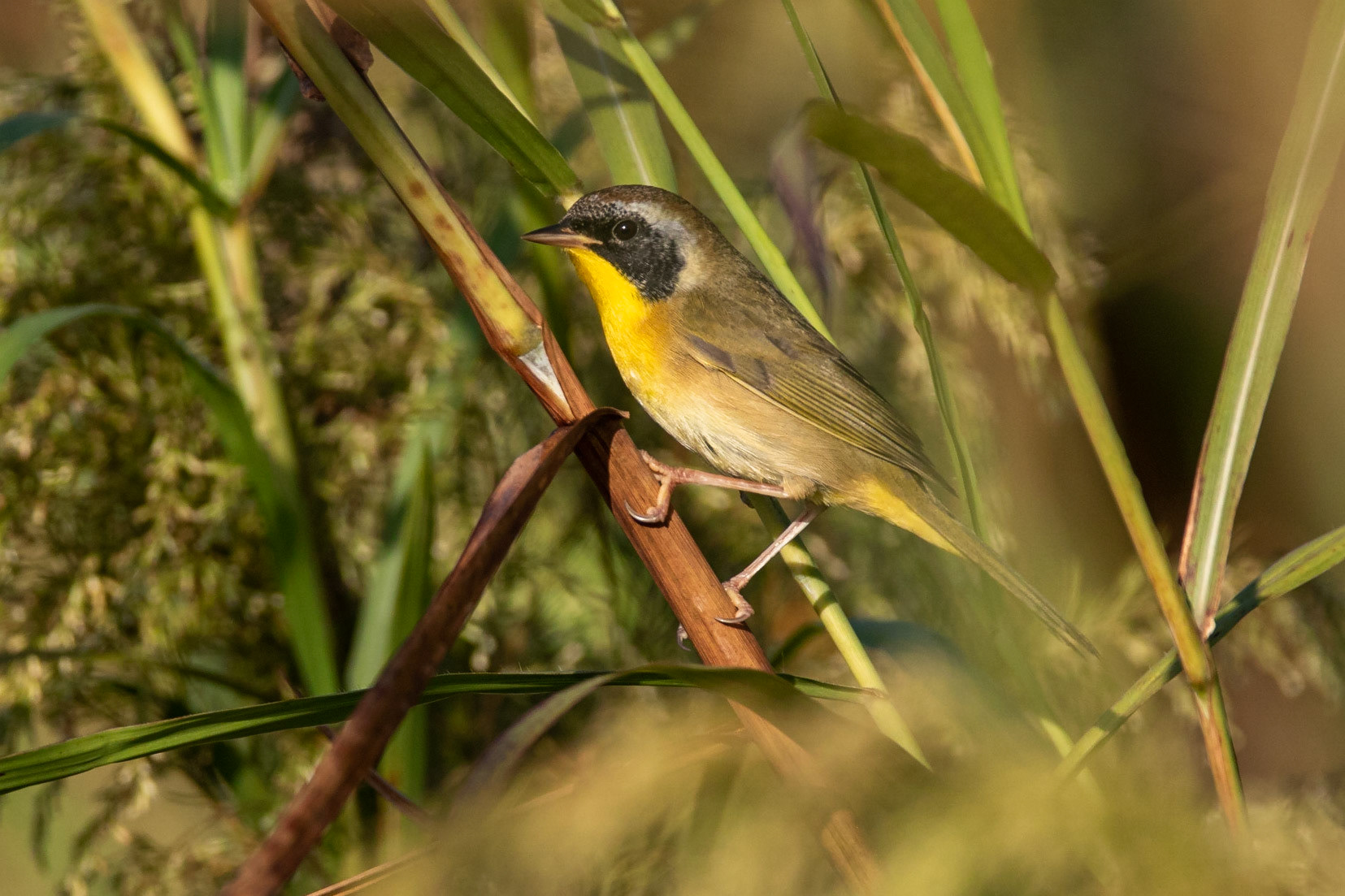 Gulhake / Common Yellowthroat, Sparrow Fields, Florida USA 2019