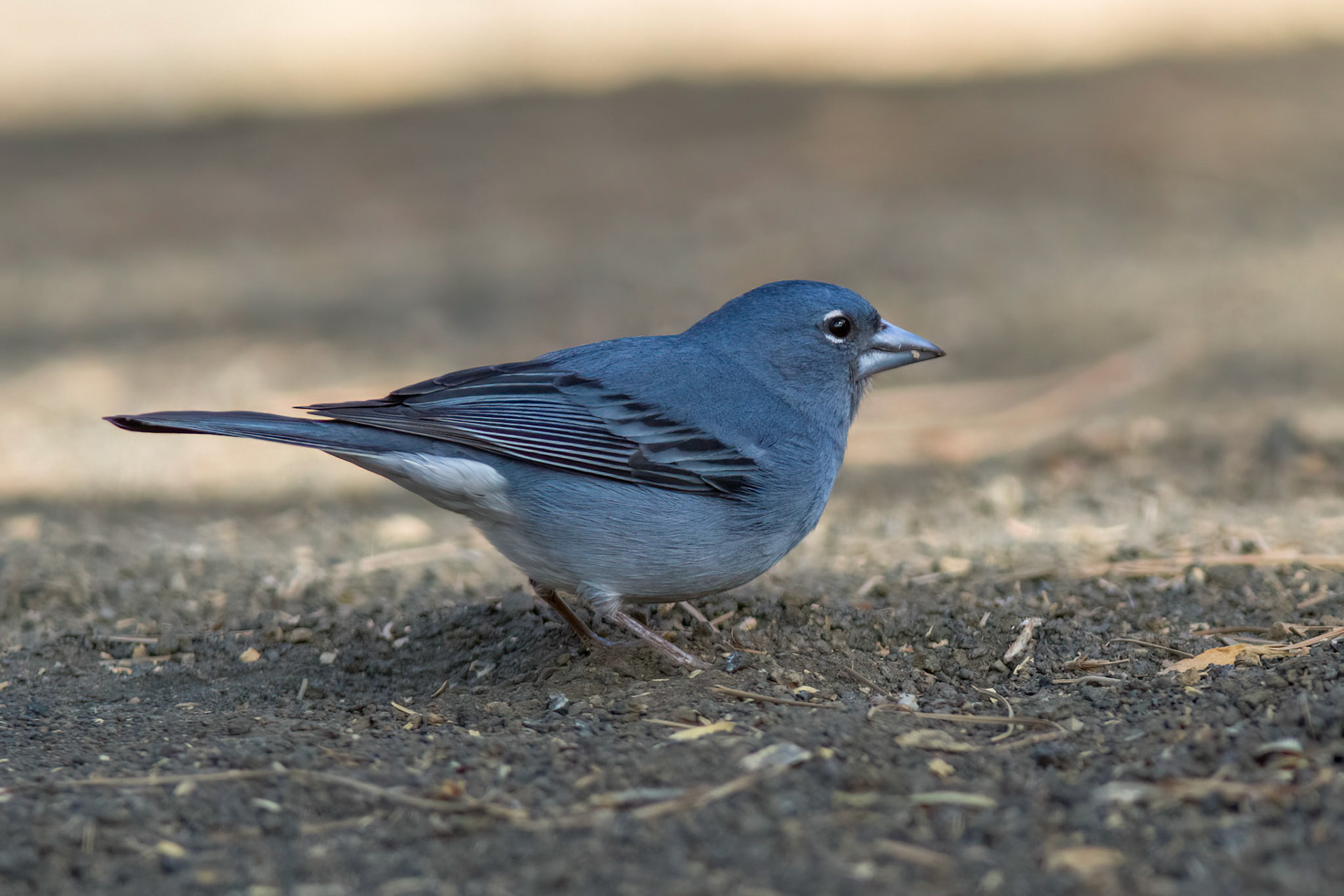 Blåfink / Tenerife Blue Chaffinch, Tenerife Spain 2012