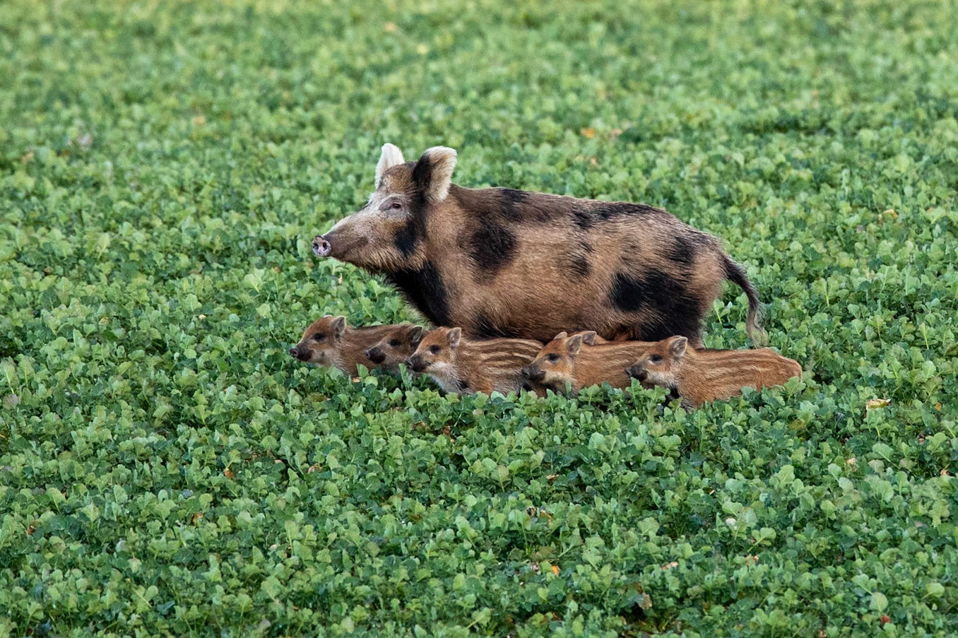 Vildsvin / Wild Boar, Örtofta sockerbruksdammar 2019