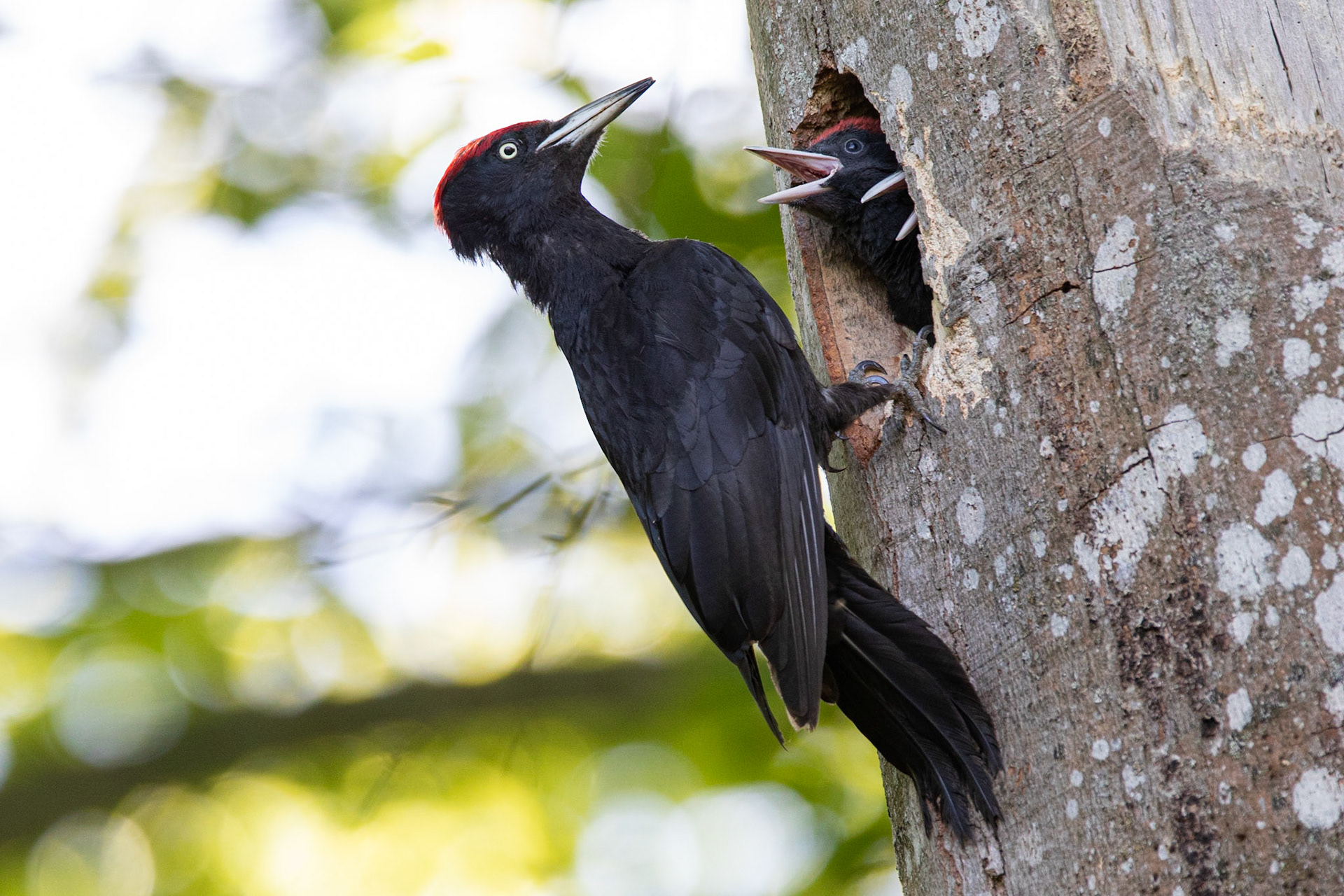 Spillkråka / Black Woodpecker, Äskebäskan 2020