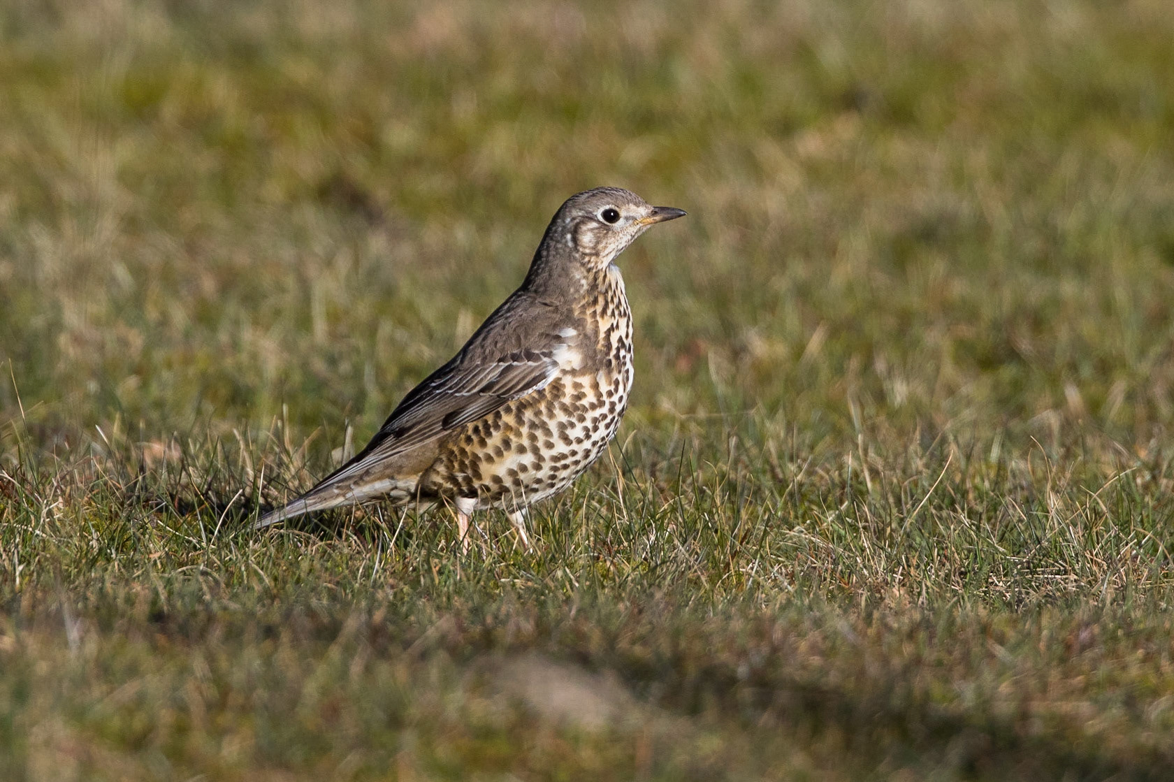 Dubbeltrast / Mistle Thrush, Barsebäck 2018