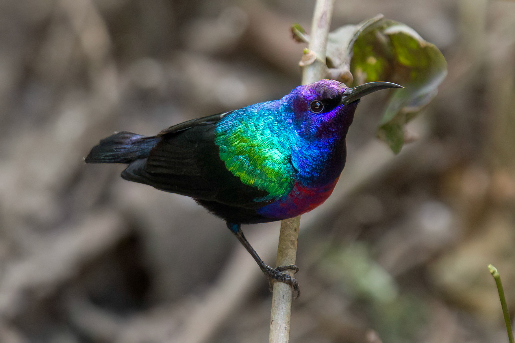 Smyckesolfågel / Beautiful Sunbird, Gambia 2013