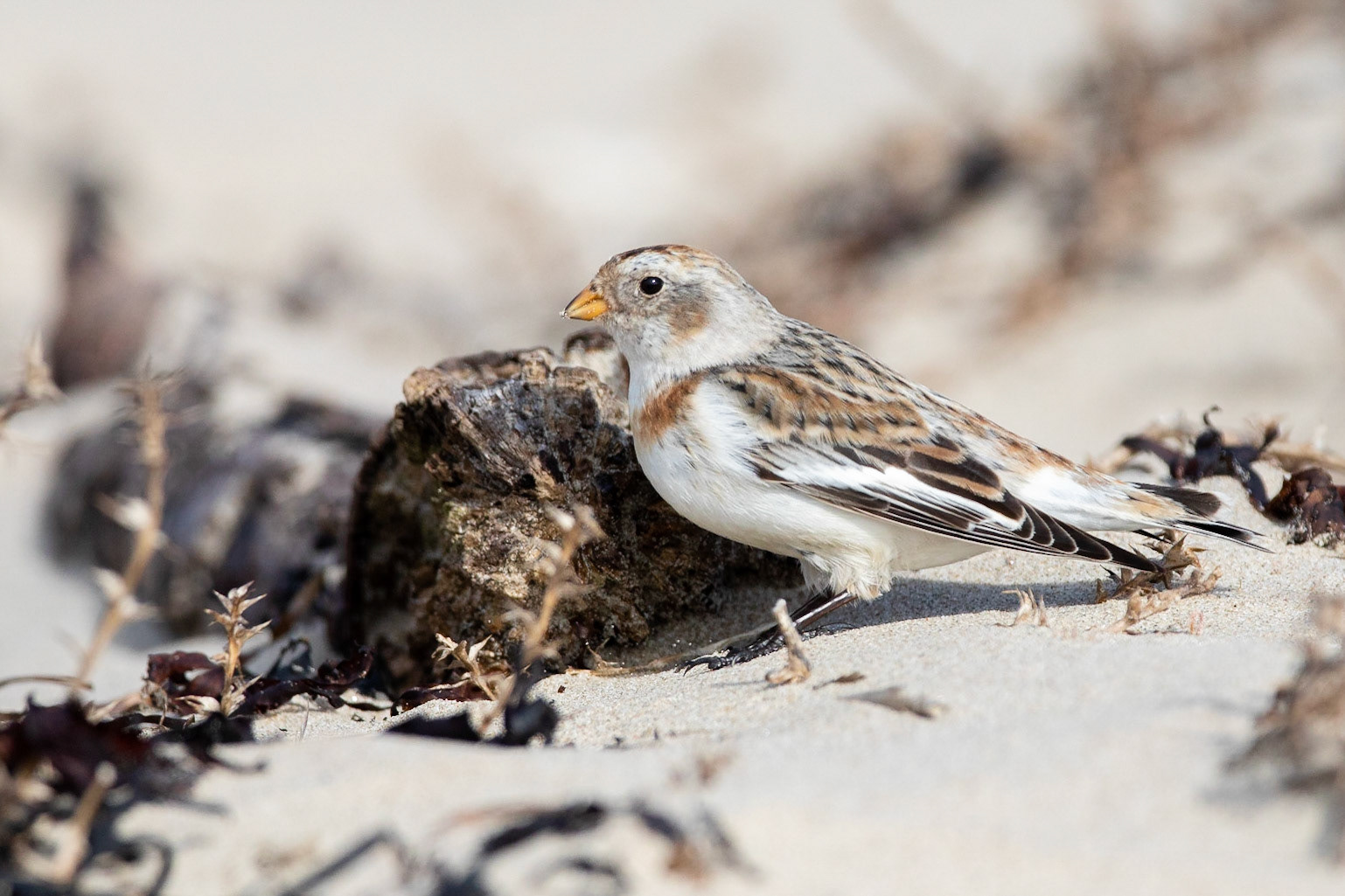 Snösparv / Snow Bunting, Morup 2021