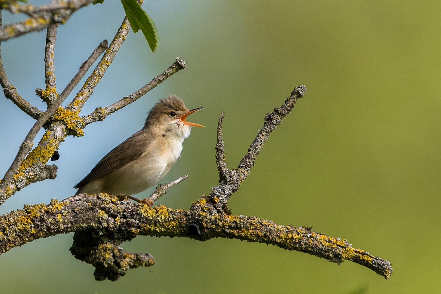 Kärrsångare / Marsh Warbler, Furulund 2015