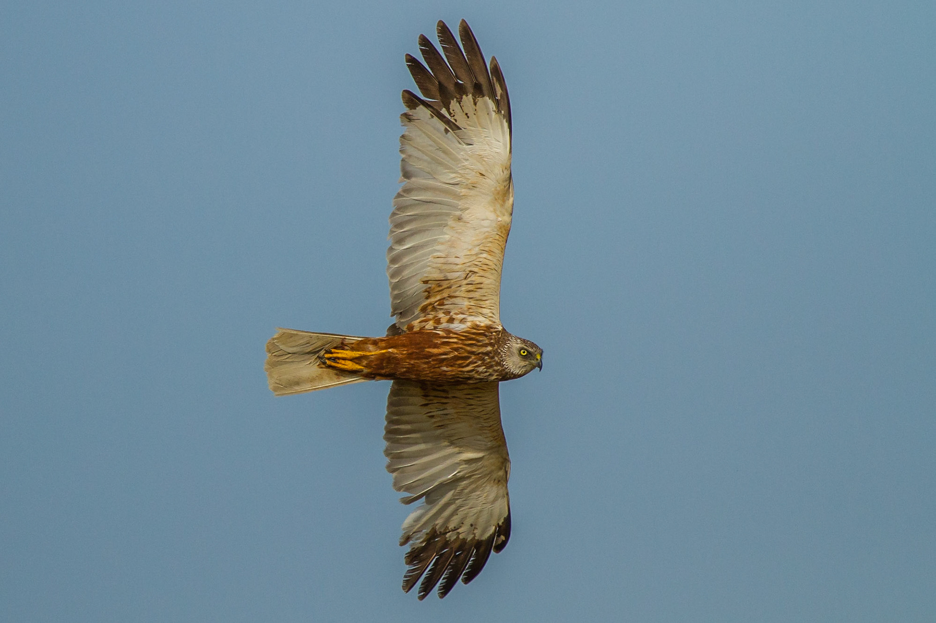 Brun kärrhök / Western Marsh Harrier, Vikhög 2012