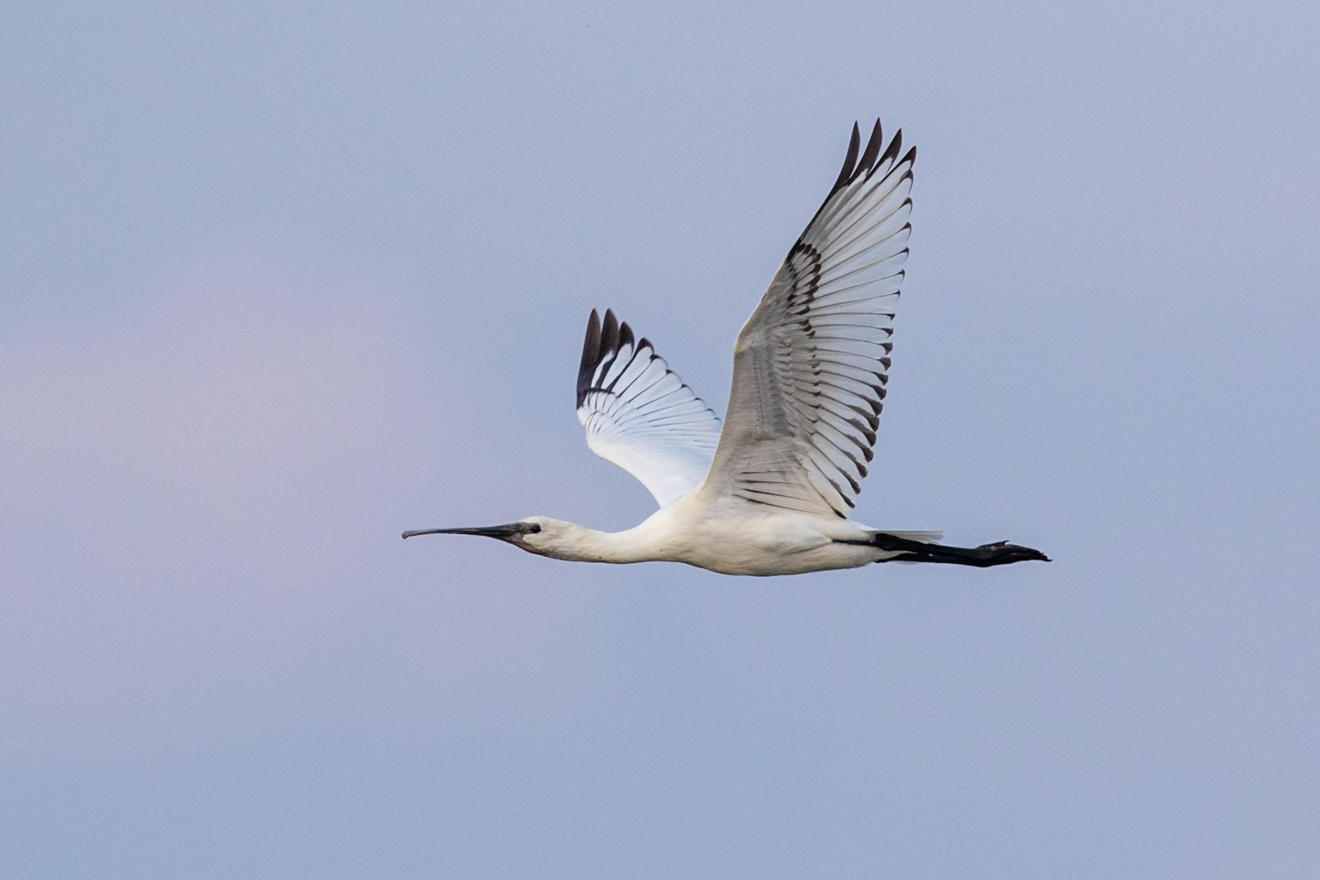 Skedstork / Eurasian Spoonbill, Ribe Denmark 2016
