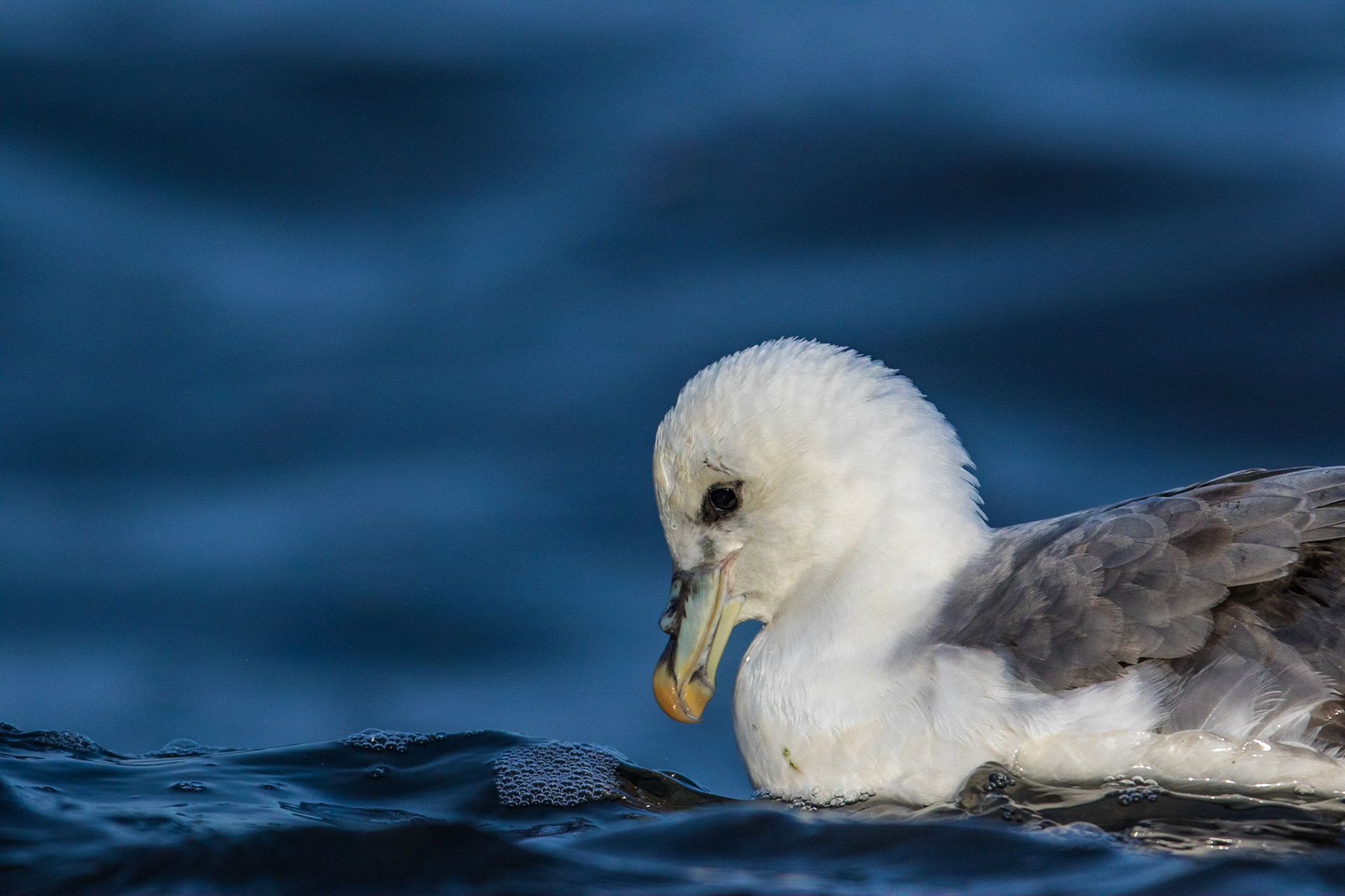 Stormfågel / Northern Fulmar, Båstad 2016