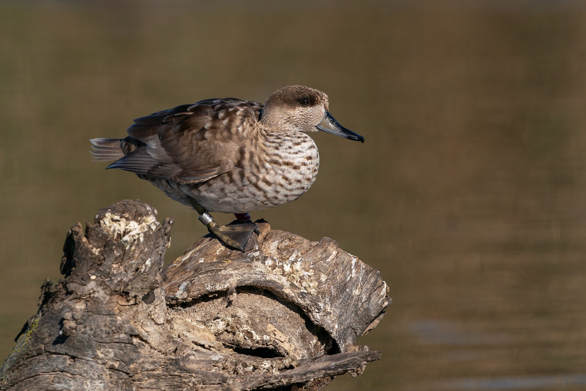 Marmorand / Marbled Duck, Clot de Galvany, Spanien 2022