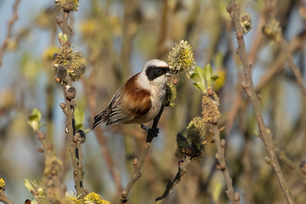 Pungmes / Eurasian Penduline Tit, Protected location 2023